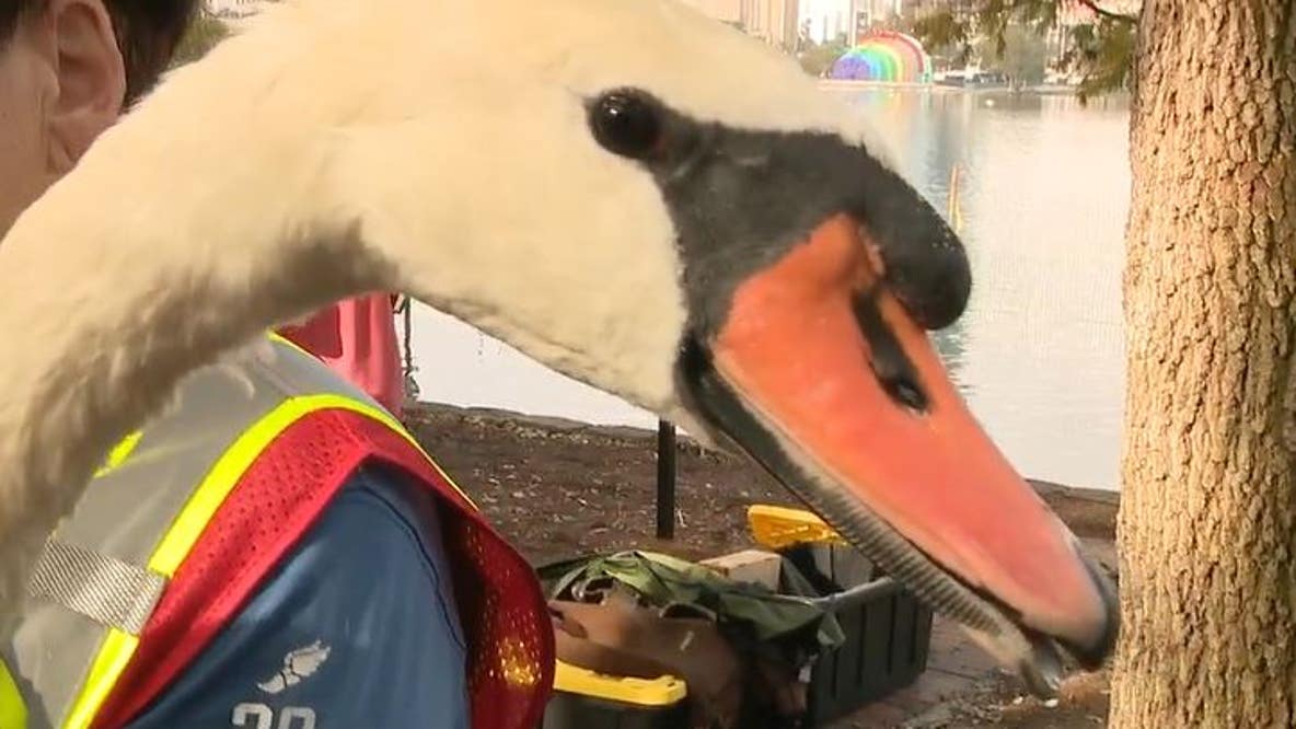 Orlando's beloved Lake Eola swans receive annual check-up